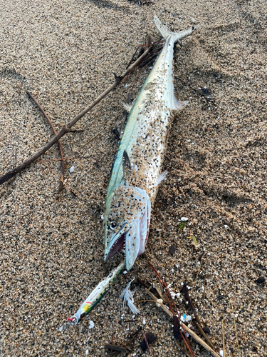 サゴシの釣果