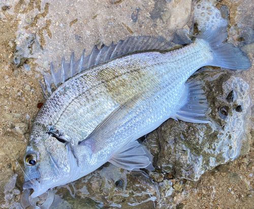 ミナミクロダイの釣果