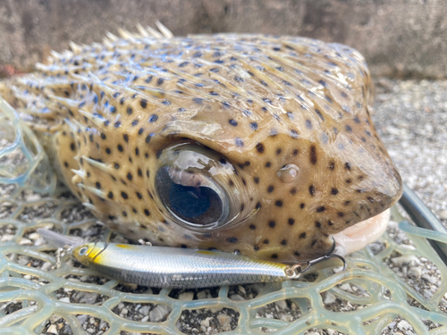 ハリセンボンの釣果