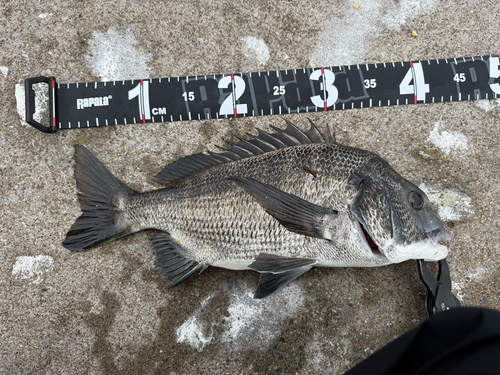 クロダイの釣果