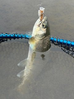 アマゴの釣果