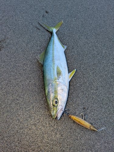 釣果