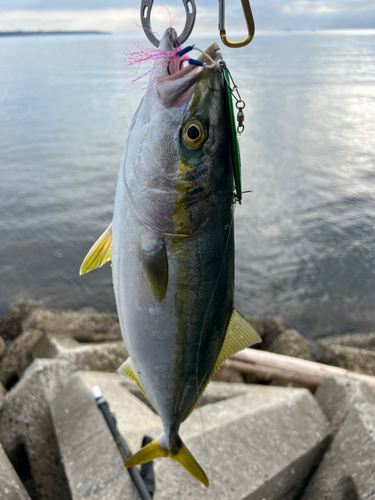 ハマチの釣果