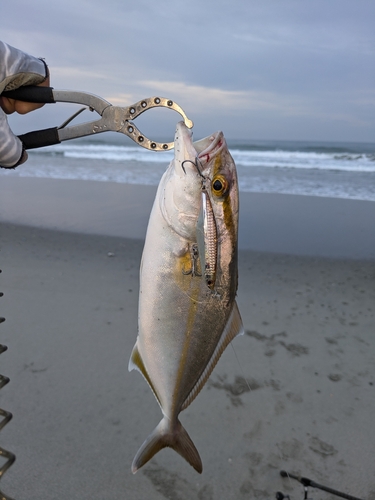 釣果