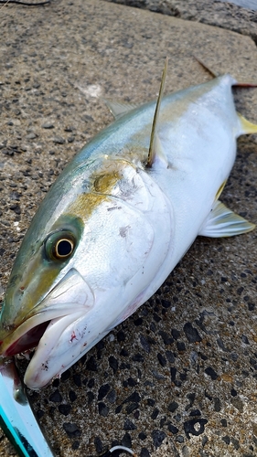 ヒラマサの釣果