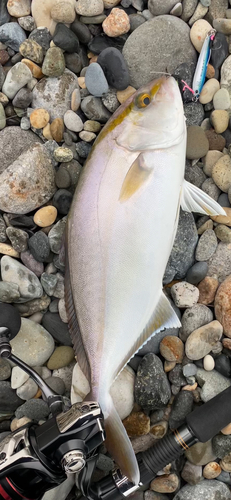 ショゴの釣果