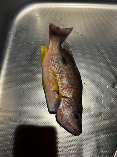 イッテンフエダイの釣果