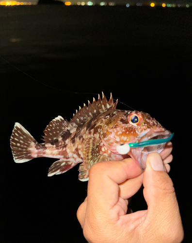 カサゴの釣果