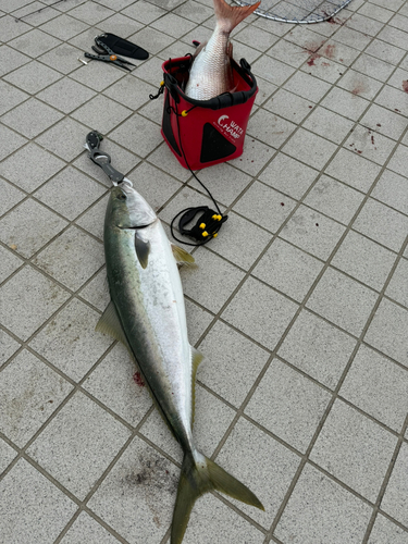 ブリの釣果