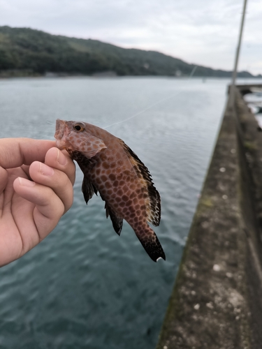 オオモンハタの釣果