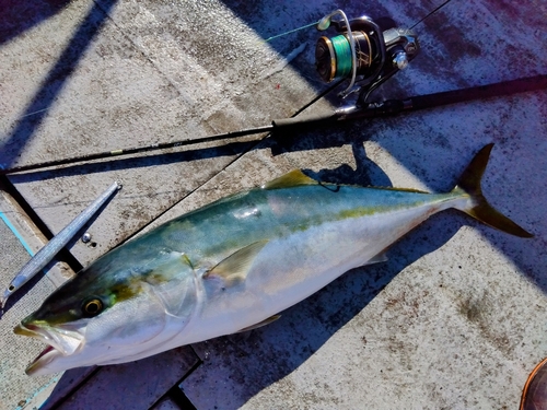 ブリの釣果