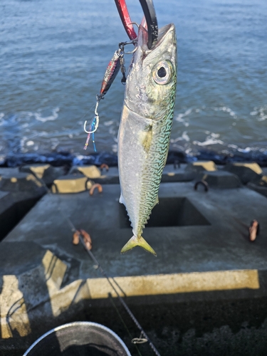 サバの釣果