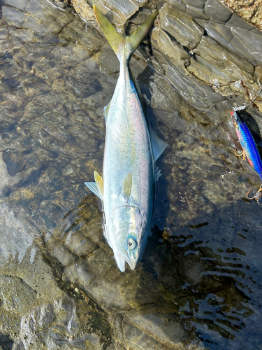 ツバスの釣果