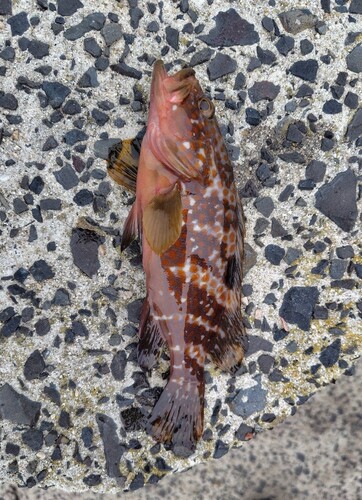 キジハタの釣果