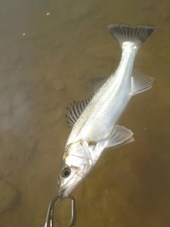 スズキの釣果