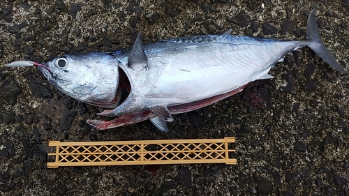 ヒラソウダの釣果