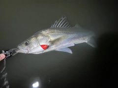 フッコ（マルスズキ）の釣果