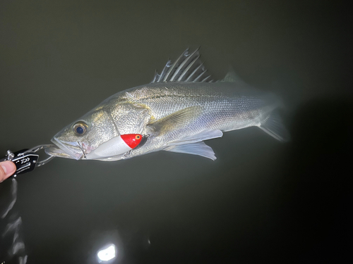 フッコ（マルスズキ）の釣果