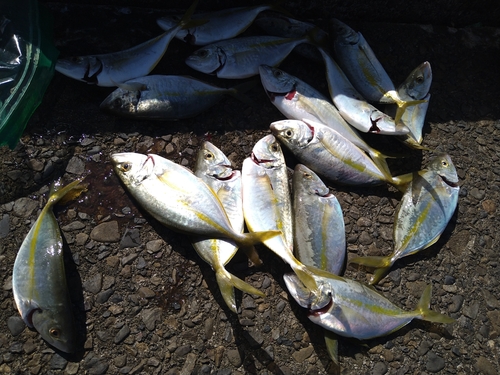 シマアジの釣果