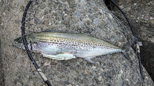 サゴシの釣果