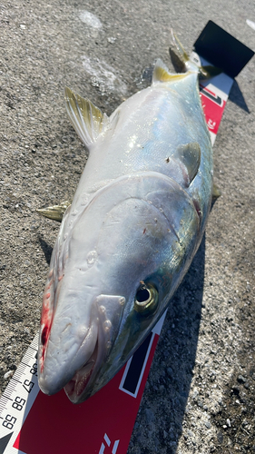 イナダの釣果