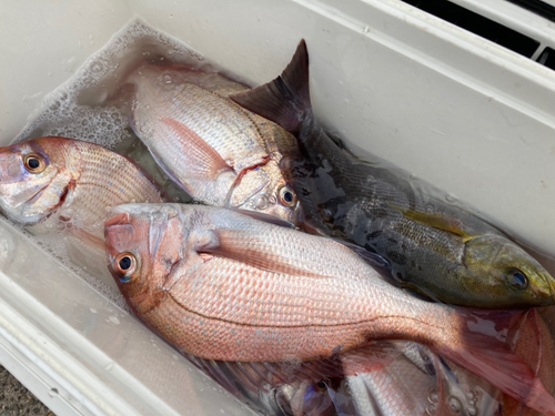 ハナダイの釣果