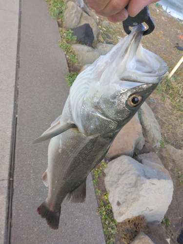 スズキの釣果