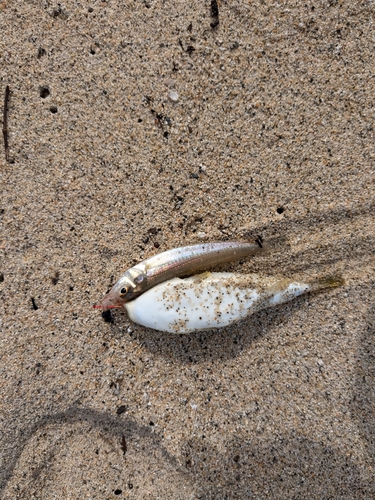 キスの釣果