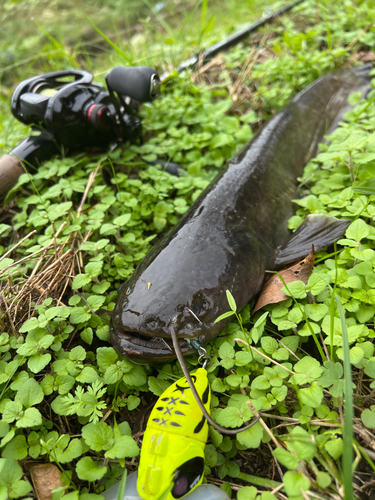 ナマズの釣果