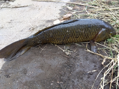 コイの釣果