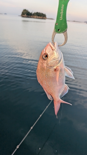 マダイの釣果