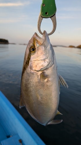 ネリゴの釣果