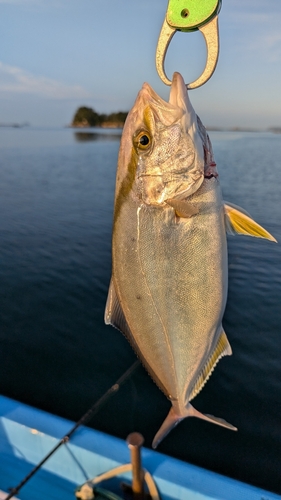 ネリゴの釣果