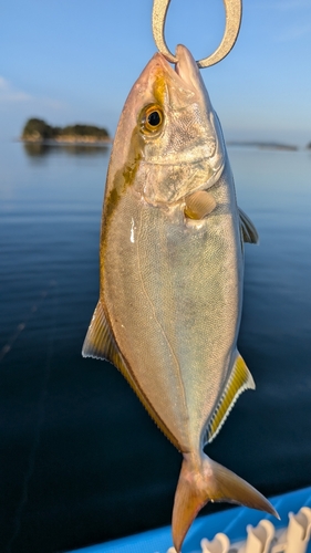 ネリゴの釣果