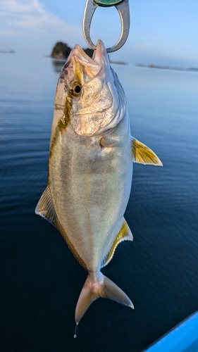 ネリゴの釣果