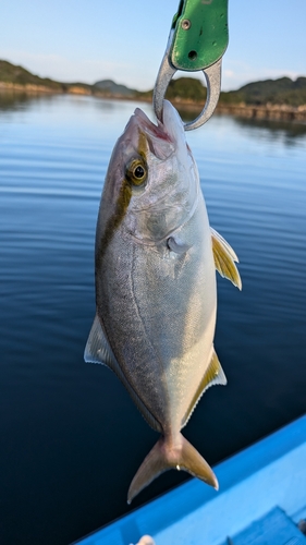 ネリゴの釣果