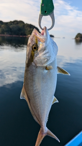 ネリゴの釣果