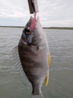 キビレの釣果