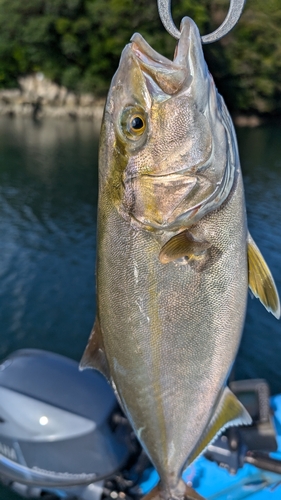 ネリゴの釣果