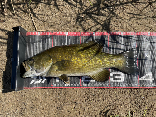 スモールマウスバスの釣果