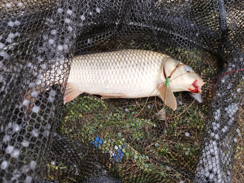 コイの釣果