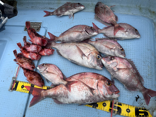 マダイの釣果