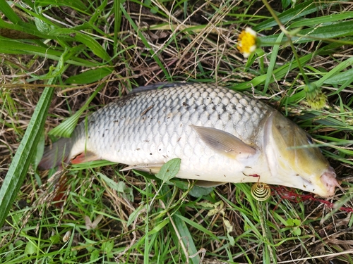 コイの釣果