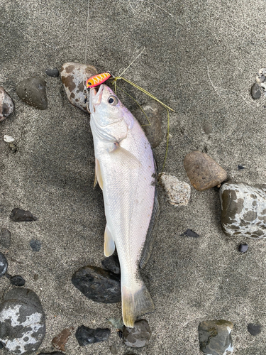 ニベの釣果