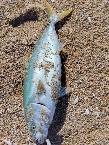 イナダの釣果