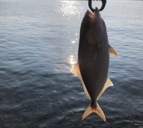 ネリゴの釣果