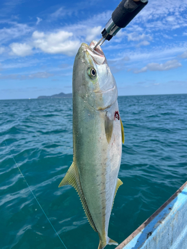 ヒラスの釣果