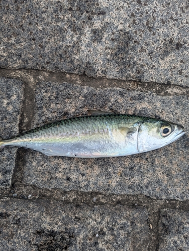 サバの釣果