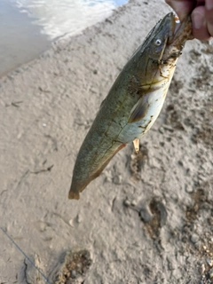 ナマズの釣果