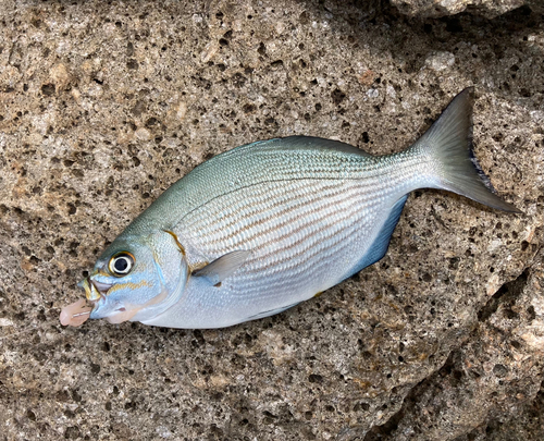 イスズミの釣果